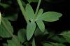 image of Aquilegia 