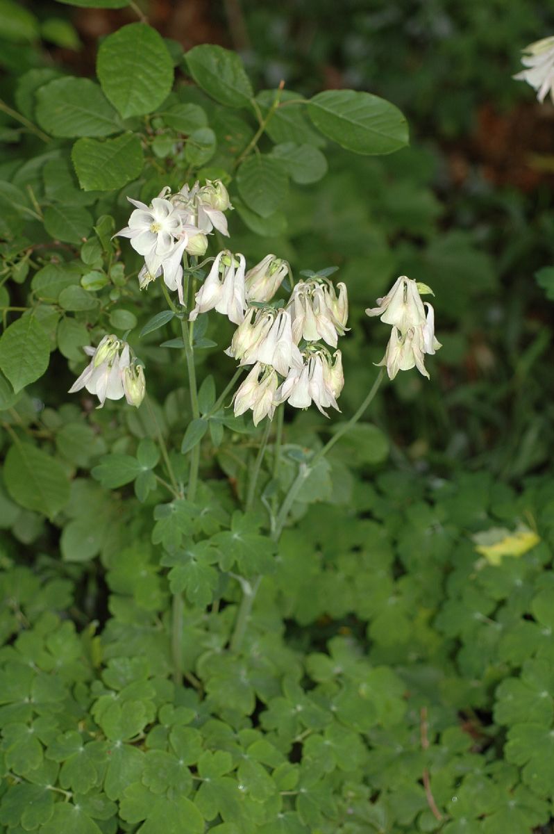 Ranunculaceae Aquilegia 