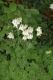 image of Aquilegia 