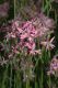 image of Lychnis flos-cuculi