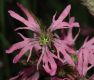 image of Lychnis flos-cuculi