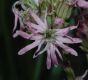 image of Lychnis flos-cuculi