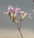 image of Lychnis flos-cuculi