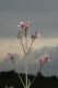 image of Lychnis flos-cuculi