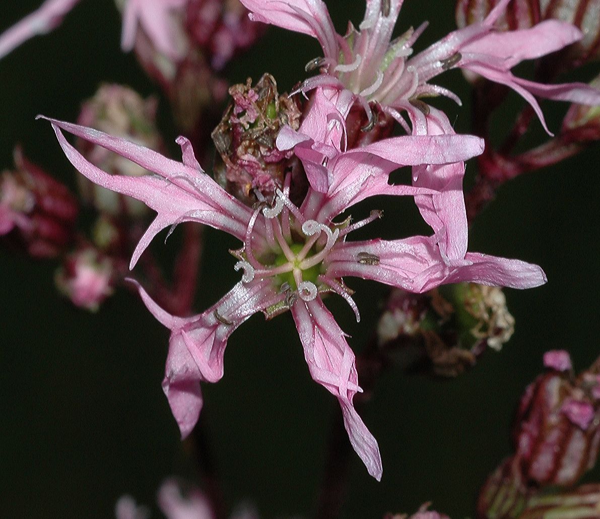 Caryophyllaceae Lychnis flos-cuculi