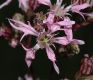 image of Lychnis flos-cuculi