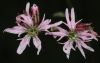 image of Lychnis flos-cuculi