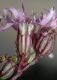 image of Lychnis flos-cuculi