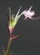 image of Lychnis flos-cuculi
