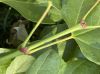 image of Acer nigrum