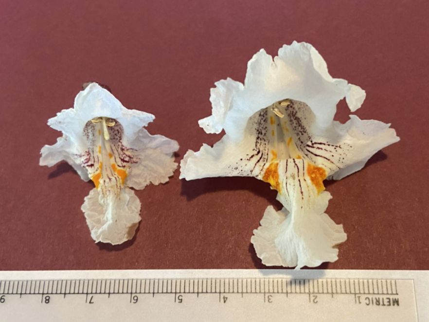 Bignoniaceae Catalpa 