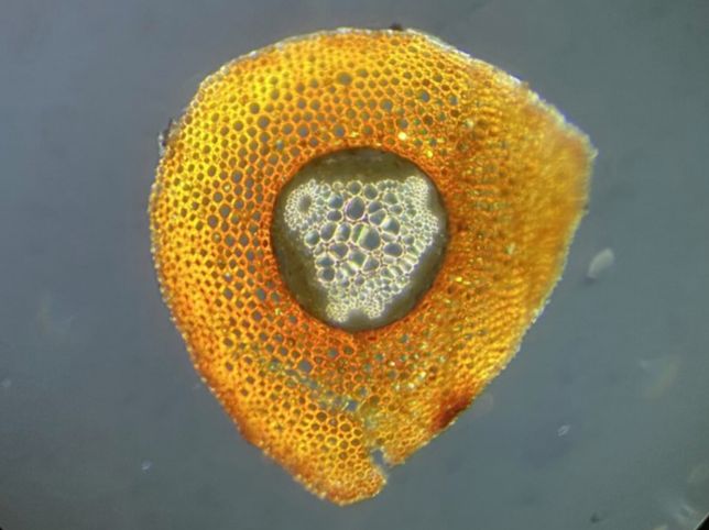 Lygodiaceae Lygodium palmatum