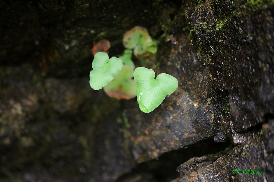 Pteridaceae Pellaea atropurpurea