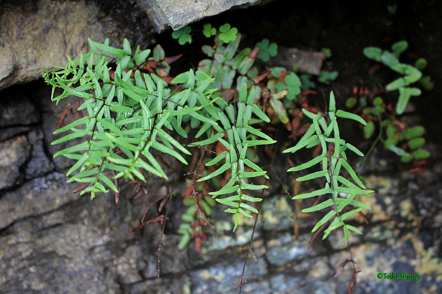 Pteridaceae Pellaea atropurpurea