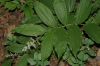 image of Maianthemum racemosum