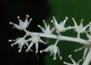 image of Maianthemum racemosum