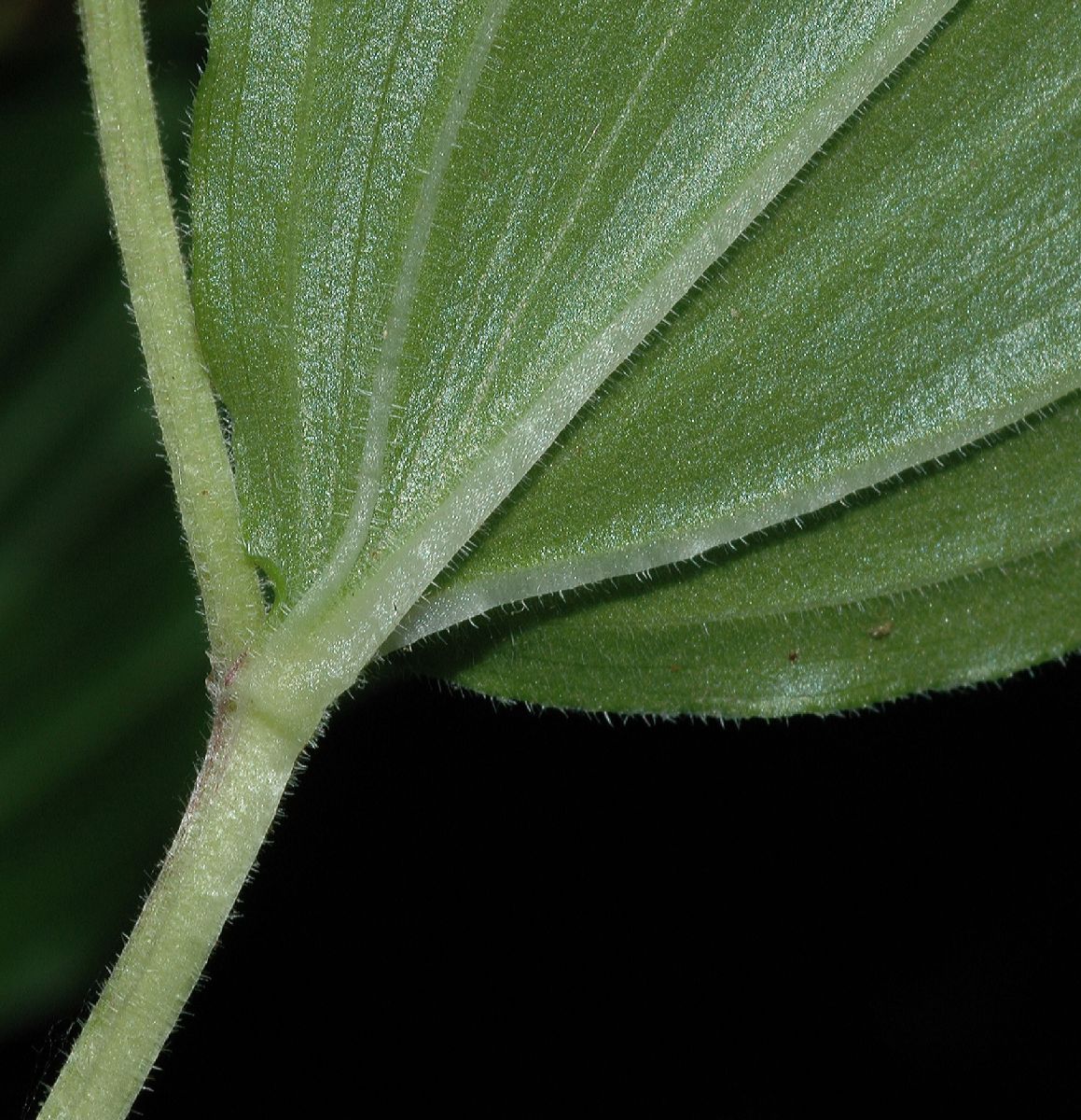 Asparagaceae Maianthemum racemosum