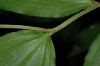 image of Maianthemum racemosum