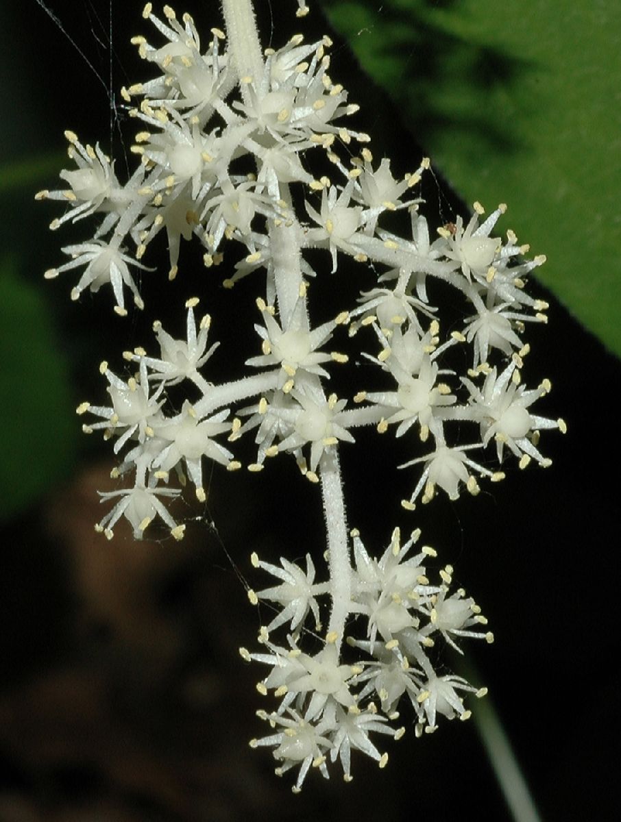 Asparagaceae Maianthemum racemosum