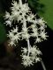 image of Maianthemum racemosum