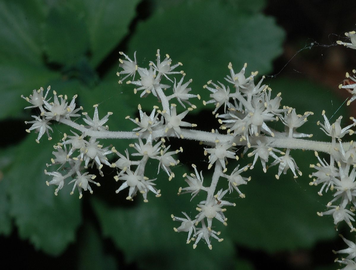 Asparagaceae Maianthemum racemosum