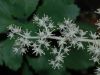 image of Maianthemum racemosum