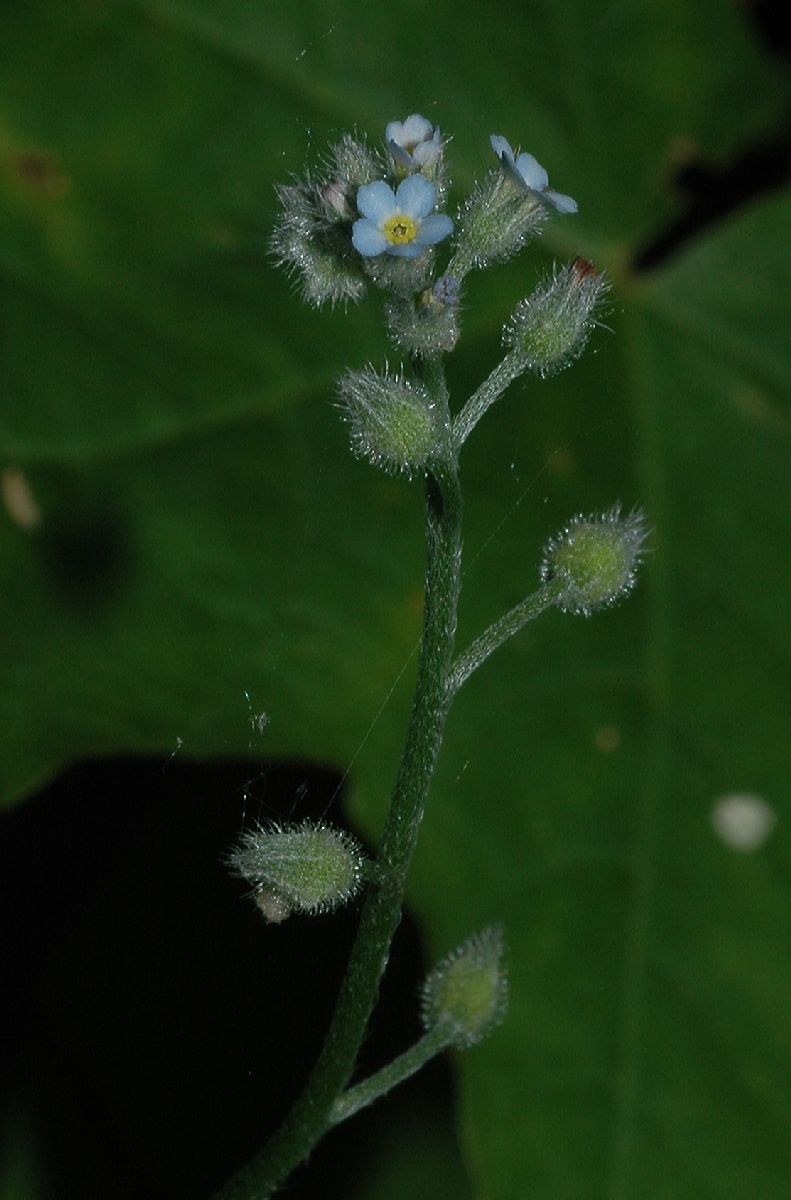 Boraginaceae Myosotis arvensis