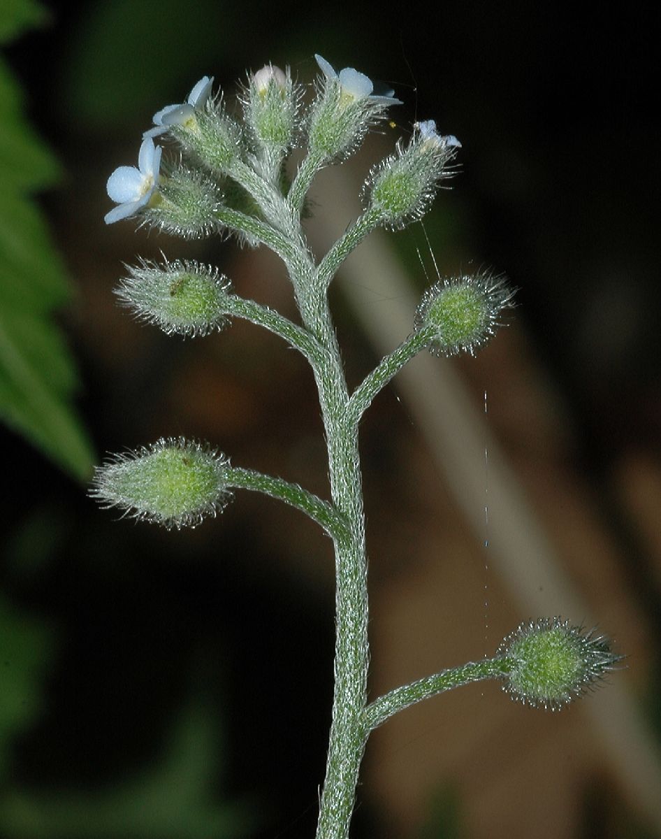 Boraginaceae Myosotis arvensis