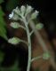 image of Myosotis arvensis