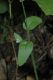 image of Myosotis arvensis