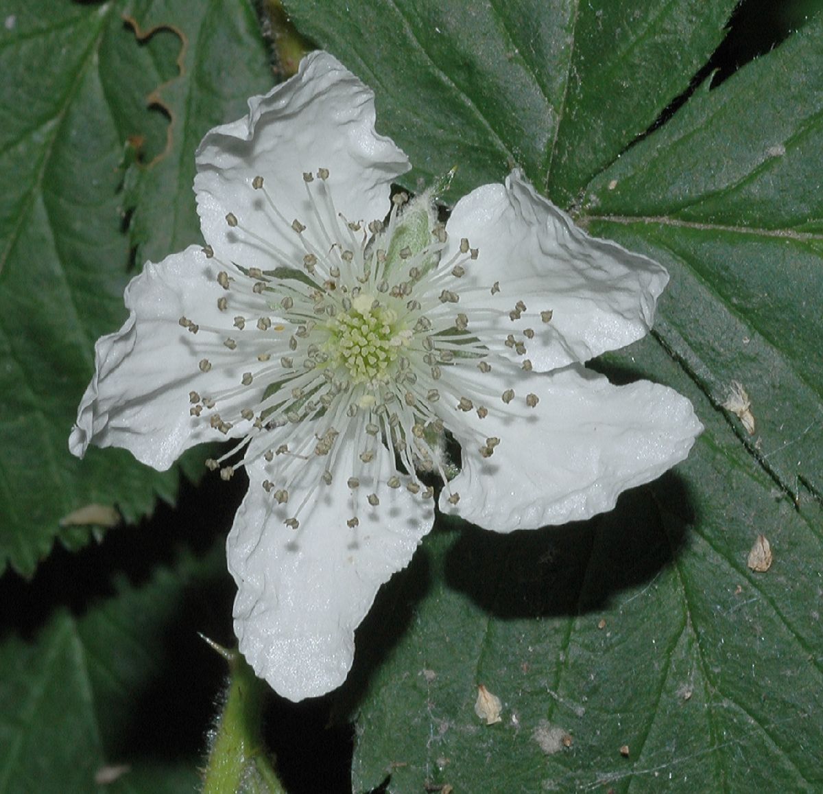 Rosaceae Rubus 