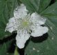 image of Rubus 