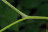 image of Rubus 