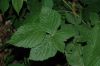 image of Rubus 
