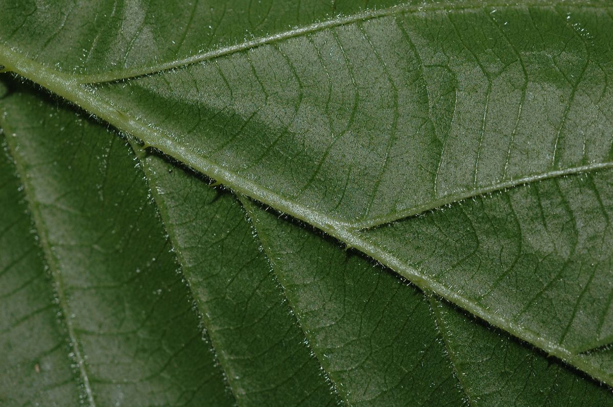 Rosaceae Rubus 