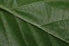 image of Rubus 