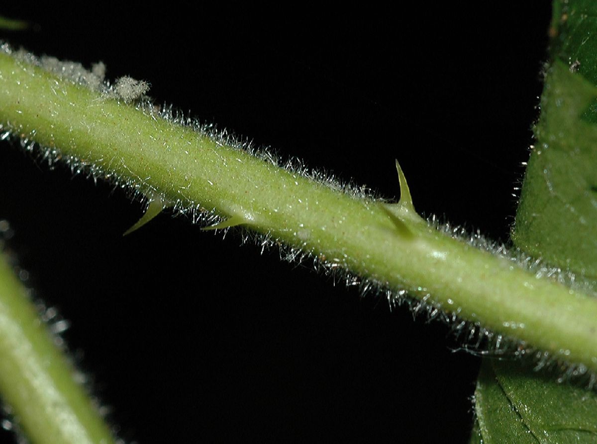 Rosaceae Rubus 