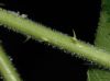 image of Rubus 