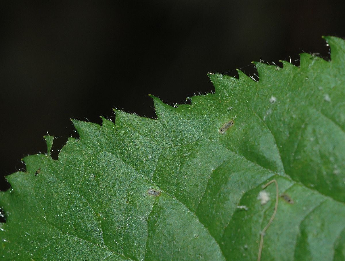 Rosaceae Rubus 