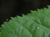 image of Rubus 