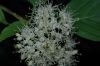 image of Cornus racemosa