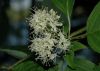 image of Cornus racemosa