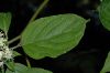 image of Cornus racemosa