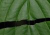 image of Cornus racemosa