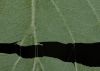 image of Cornus racemosa