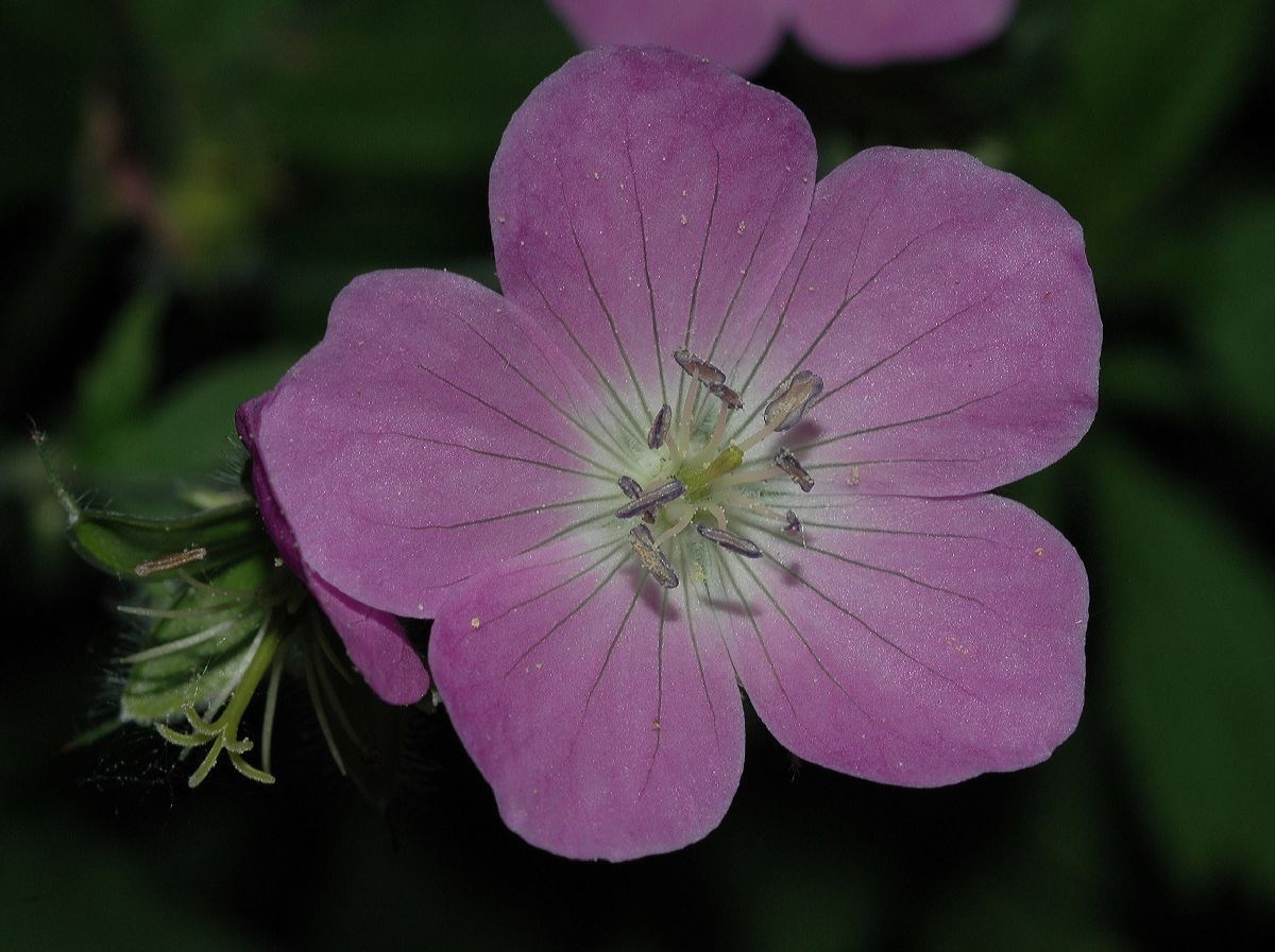 Geraniaceae Geranium maculatum