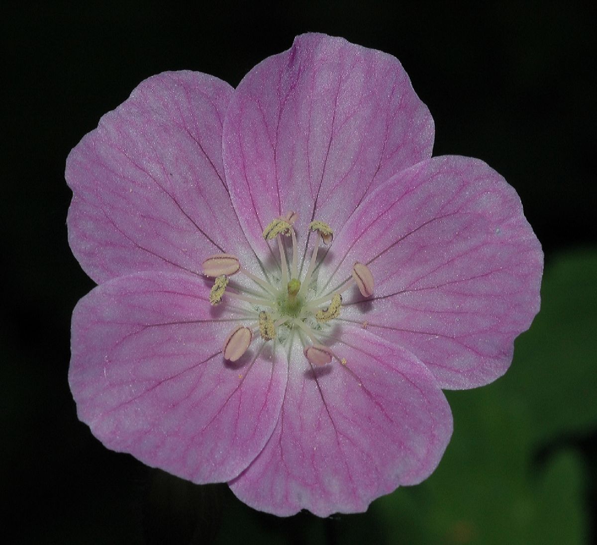 Geraniaceae Geranium maculatum