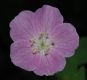 image of Geranium maculatum