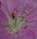 image of  