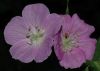 image of Geranium maculatum